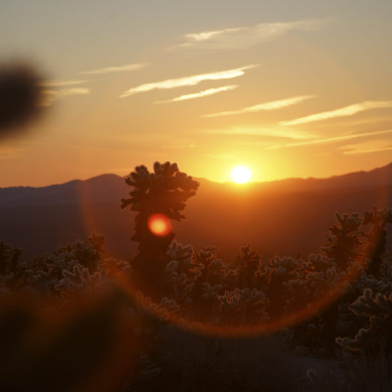 Sun rising up over mountains making the cacti glow, at Joshua Tree National Park