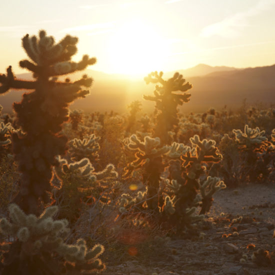 Photo of the beginning of sunrise with the cacti glowing and mountains beyond, in Joshua Tree National Park